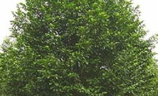 乐昌含笑树,美丽与实用的园林观赏植物