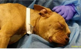 犬细小病,犬细小病毒病的危害与防治要点